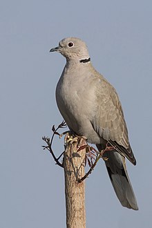 Eurasian collared-dove (Streptopelia decaocto).jpg