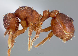 <i>Eurhopalothrix</i> genus of insects