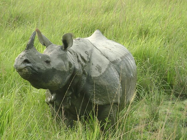 Image: Extra Zoomed Snap of Indian Rhino from Assam's Kaziranga National Park