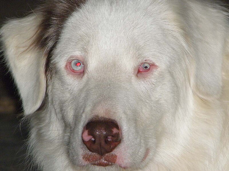 File:Eyes of a lethal white Australian Shepherd.jpg