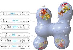 FAS 'head-to-tail' model with positions of polypeptides, three catalytic domains and their corresponding reactions, visualization by Kosi Gramatikoff. FASmodel1.jpg