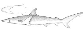 Панамская белоносая акула