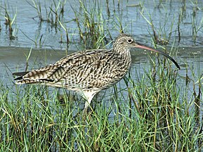 Isabellbrachvogel (Numenius madagascariensis)