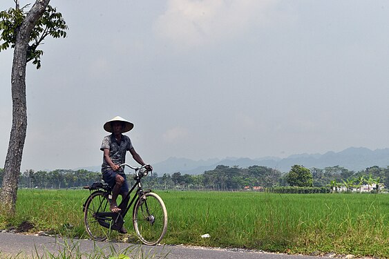 A farmer riding an old bicycle, Kebumen, Indonesia.