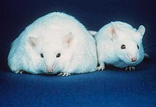 Dva bela miša, oba sa ušima slične veličine, crnim očima i ružičastim nosevima. Telo miša na levoj strani je oko tri puta šire nego kod miša normalne veličine koji se nalazi na desnoj strani.