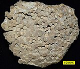 Fossil of the Late Ordovician-Permian tabulate coral Favosites FavositesOrdovicianIndiana.jpg