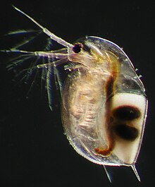 Female Daphnia longispina carrying a resting egg (ephippium). The two dark, oval spots on the ephippium mark the places where the two resting eggs are located. The female was collected in a rock pool in south-western Finland. The animal is about 2 mm long. Female Daphnia longispina carrying a resting egg ("ephippium").JPG