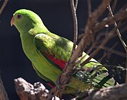 Female Red-winged Parrot at Adelaide Zoo.