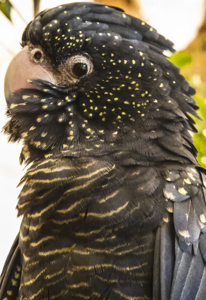 File:Female black cockatoo-1 (11388214883).png