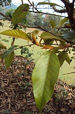 Miniatura para Ficus drupacea