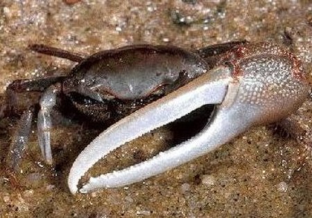 Fiddler crab