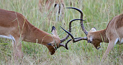 Male impalas fighting during the rut or breeding season Fighting impalas edit2.jpg