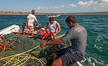 Trasmallo ORIGINAL Para Pesca Abundante En Mar Y Ríos REDES DE