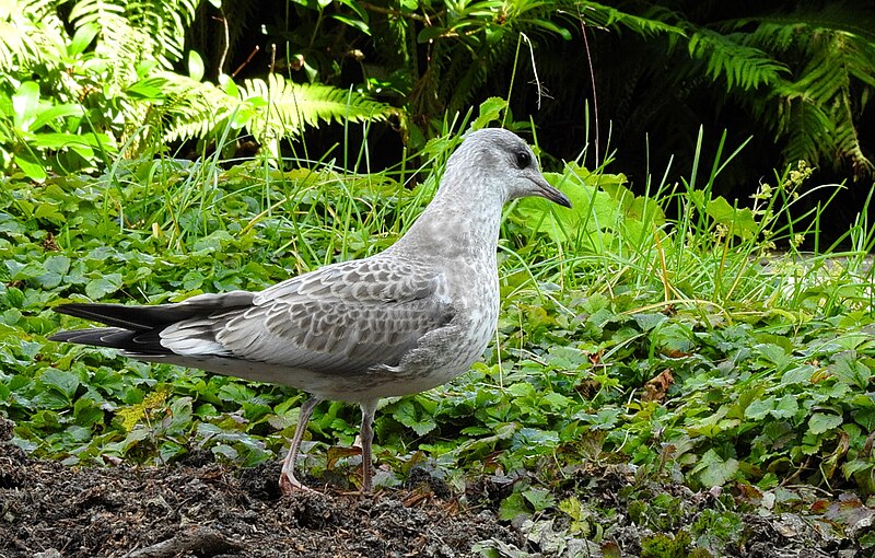 File:Fiskmås Common Gull (20357596121).jpg