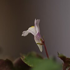 Fleur de Cymbalaria muralis vue de profil