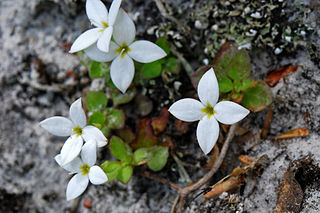 <i>Houstonia procumbens</i> Species of plant