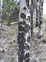 Florissant Fossil Beds National Monument PA272526.jpg