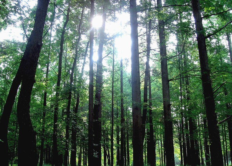 File:Forest Osaka Japan.jpg