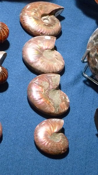 File:Fossilium 2012 28.JPG