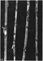 Four flax stems - NARA - 283908.jpg