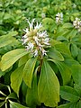 Pachysandra terminalis