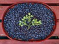 "Fresh_bilberries_picked_in_Tuntorp_4.jpg" by User:W.carter