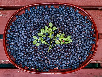 Fresh bilberries picked in Tuntorp