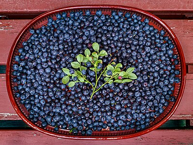 Fresh bilberries picked in Tuntorp