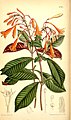 Fuchsia triphylla.jpg