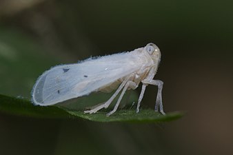 Unidentified Fulgoroidea