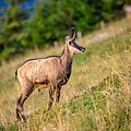 * Nomination chamois (Rupicapra rupicapra) --Stephan Sprinz 08:49, 1 May 2023 (UTC) * Promotion Good composition, but I think that some parts of the background are too noisy. Can you fix it? --Νικόλαος Κυριακάκης 09:28, 1 May 2023 (UTC) I uploaded a new version with stronger noise reduction in the background --Stephan Sprinz 07:20, 2 May 2023 (UTC)  Support It is OK now. --Νικόλαος Κυριακάκης 13:36, 2 May 2023 (UTC)