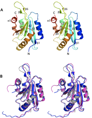 Stereo ribbon diagram of the crystal structure of GMFG. Spectral coloring is from blue (N-terminus) to red (C-terminus). Secondary structural elements are indicated GMFG.png