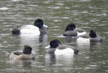 Comparison photo: Greater scaup (top left) vs. Tufted duck (Aythya fuligula) GScaup27122021.png