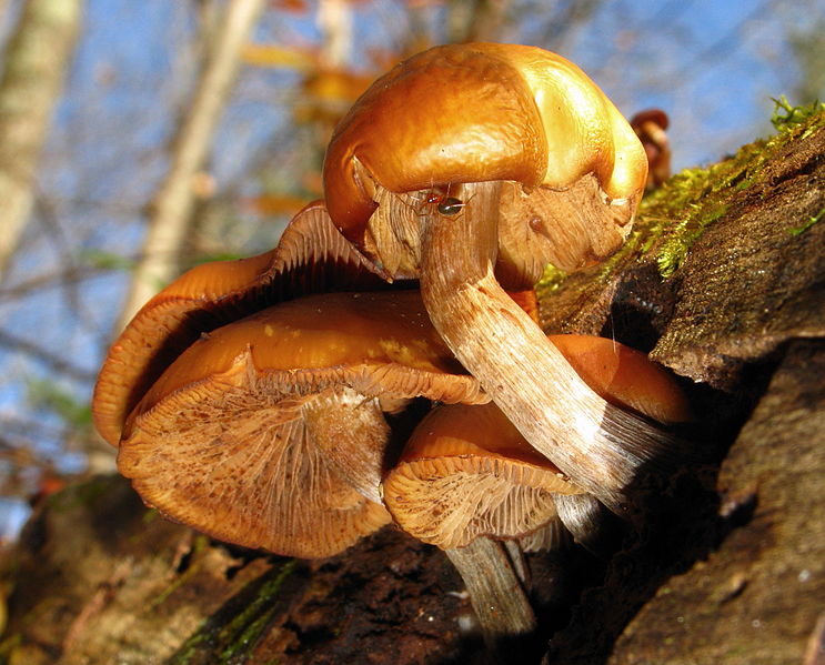 File:Galerina marginata 116931.jpg