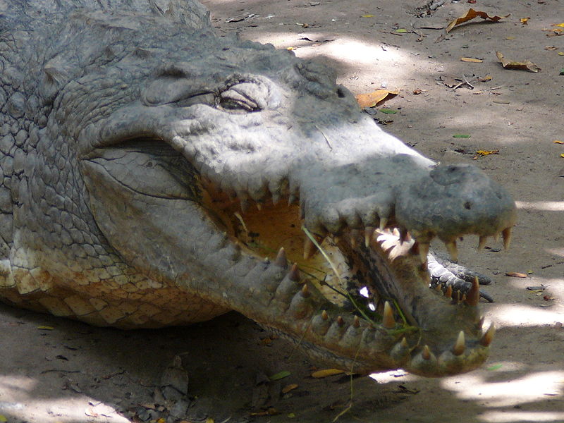 File:Gambia Kachikally 0008.jpg