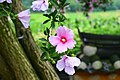 무궁화(Hibiscus syriacus)