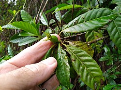 Gardenia ovularis 105076917.jpg