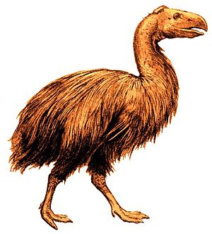 Gastornis 1917 white background.jpg