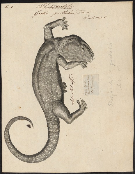 File:Gecko guttatus - - Print - Iconographia Zoologica - Special Collections University of Amsterdam - UBA01 IZ12300111.tif