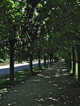 Gedeckte Lindenallee im Brühler Schlosspark