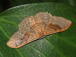 Geometridae - Idaea degeneraria.JPG