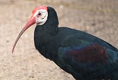 Kalkoenibis