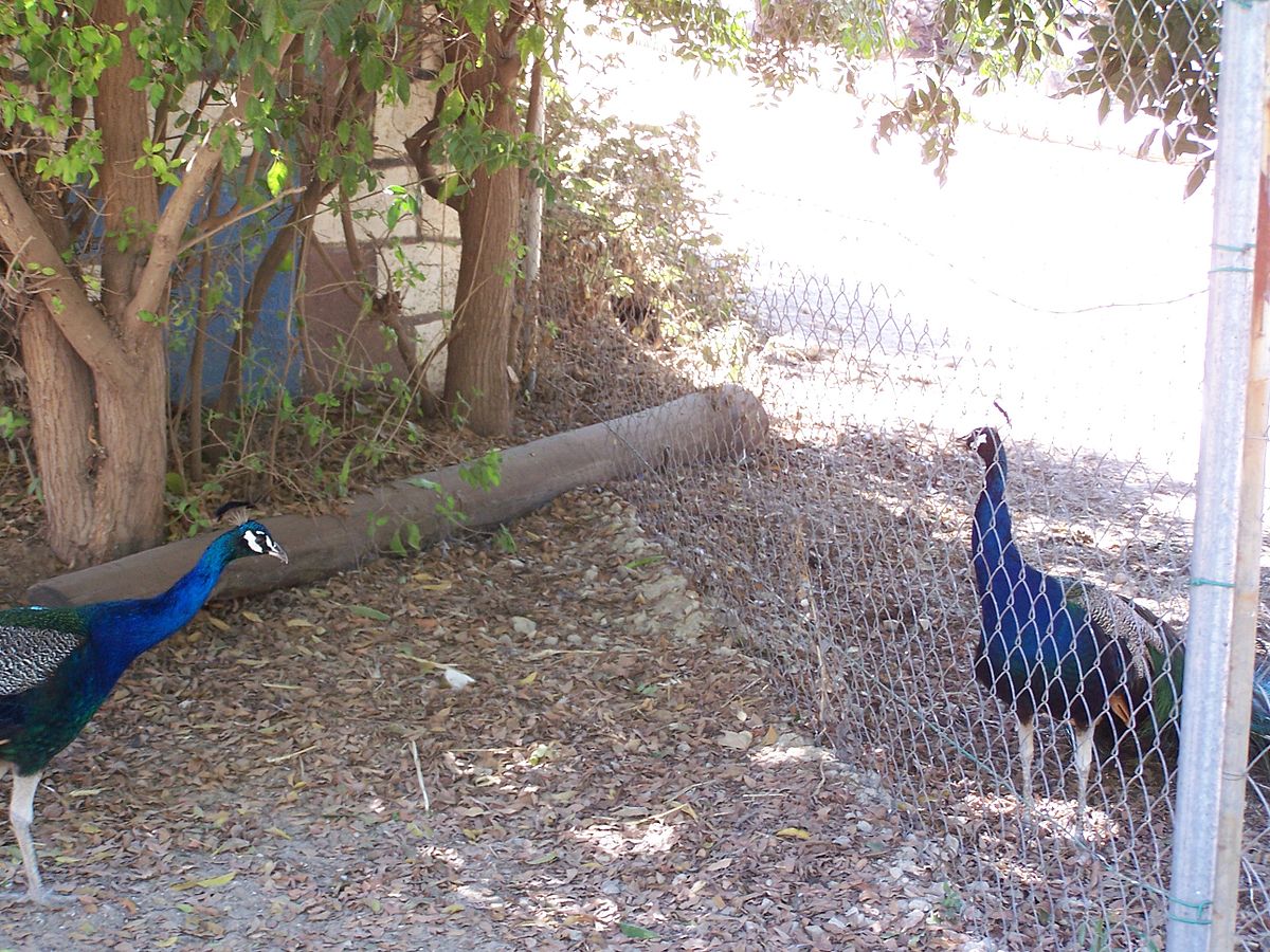 File:Ghi, pettingzoo (escaped peacock meets school pecock!)3.jpg