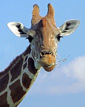 Giraffe Giraffe face FLA.jpg