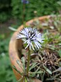 Globularia nana