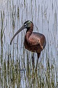 Glossy ibis (Plegadis falcinellus) Huelva.jpg