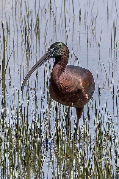 File:Glossy ibis (Plegadis falcinellus) Huelva.jpg