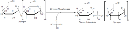 Enzymschitt der Phosphorylase beim Abbau von Glykogen