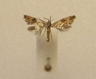 <i>Glyphipterix leptosema</i> Species of moth