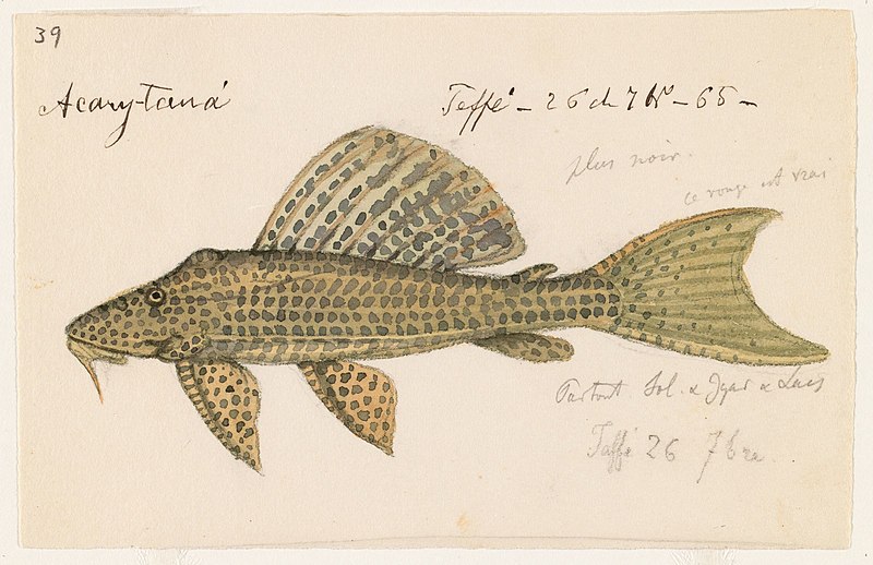 File:Glyptoperichthys gibbiceps (Teffe, Brazil, 26 September 1865).jpg